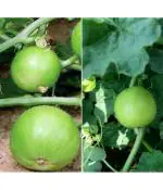 Afflorance Multicolor Tinda Vegetable Seeds (Pack of 20 Seeds)