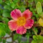 Cloud Farm Portuluca Mixed Healthy Plant CF[2031]