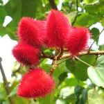 Plantzoin Annatto Latkan Bixa orellana Kumkuma Live Plant