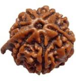 Feel Touch Mart 6 Mukhi Nepali Rudraksha Ganesh Blessed Original Baeds by Lab Certified