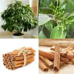 Online Plant Bazar Green Cinnamon Darchini Live Plant-D1