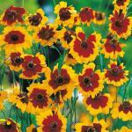 XOLDA Organic Ridgegourd (Turai) Seed (51 per packet)