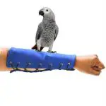 Taiyo Pluss Discovery Birds Handling Anti-Scratch Bite Arm Glove