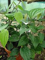 Platone Black Pepper PlantGolmorich PlantGardens High Yield Rare Piper Nigrum Bush Black Pepper Kerala Variety King of Spices Live Plant (1 Healthy Medium Size Plant)