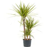 Ashokavanam Dracaena Marginata Plant