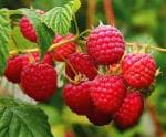 MOZETTE Organic Raspberry fruit Seed (20 per packet)