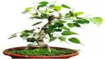 Platone Ficus Plant Peepal-Ficus religiosa Pre Bonsai Plant
