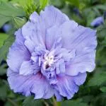 ONLINE PLANT BAZAR BLUE HIBISCUS FLOWER PLANT(PACK OF-1)