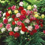 PARYAVARAAN Carnation Flower Seeds Multicolor Winter Season Suitable For Home Gardening (50 Seeds Pack)