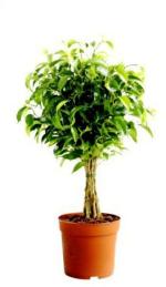 Baishnab Ficus PlantBot PlantFicus Panda