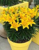 PARYAVARAAN Bulbs Asiatic Lily Flower Bulbs Yellow Color Flower Bulbs For Home Gardening pack of 5 bulbs