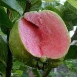 Cloud Farm TAIWAN PINK GUAVA PLANTS(Pack Of 1),CF_N182
