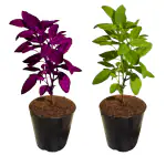 HN Organics Basil Plant Bundle (Rama Tulsi & Krishna Tulsi) with Pot