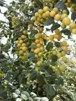 Cloud Farm Ber Apple Indian Jujube Fruit Healthy Plant [CF58]