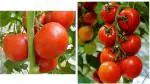 PLATONE F1 Variety & Ruby High Yield Hybrid Pusa Tomato Seeds Combo(Pack Of1000 x seeds)