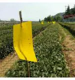 Bio Blooms Agro Gardening Yellow Paper Fly Traps Stickers for White Flies, Aphids, Fungus Gnats and Leaf Miners 22 x 33 cm (pack of 10)