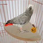 Sage Square Wood Corner Platform Cum Perch Cum Stand Bird Toy For Small Medium Birds