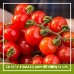 Farmgokart | 40 Seeds Pack of CHERRY TOMATO SEEDS | Best Suitable For Terrace And Home Gardening