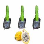 Cloud Farm Dragon Fruit Combo Pack of All Three- 3 Varieties- Yellow Skin but White Flesh. Hybrid Rooted Dragon Saplings. [Pack of 3]