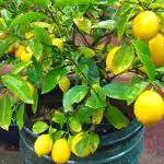 Cloud Farm Hybrid all season kagzi lemon tree Healthy plant, hybrid Healthy plant for kagji lemon tree for all season, plant sapling(Pack Of 1),CF_L118