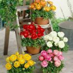 PARYAVARAAN Ranunculus Spring Mix Color Flowers Pack of (5) Bulbs for Your Beautiful Garden By PARYAVARAAN