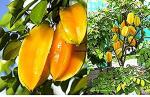 Platone Star Fruit Carambola Grafted PlantKamranga plantSweet Carambola Star Fruit Tree Indonesia Variety Grafted Plant (1.5-2 Feet Height)