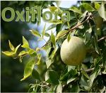 Oxiflora Beal Tree/Bilva Patra/Bel Patra/Indian Bael (Aegle marmelos) Fruit/Medicinal Live Plant (Home & Garden)