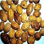 Tamransh Kolkata Orchid Online Chebulic Myrobalan Ayurveda Tree Seed, 250 Seeds