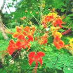 Plantzoin Peacock flower Guletura Caesalpinia pulcherrima Godibana Live Plant