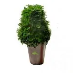 SENECIO READY LIVE PLANT Sanjeevani Booti Pitta Kalu Selaginella Bryopteris Laxman Booti Evergreen Ready Live Plant Small, Rare Herb Medicinal Good Luck Plant For Home & Office