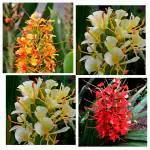 PARYAVARAAN Mix Color of The Beautiful Ginger lily Flowers Bulb for Your Garden - Pack of 2 Bulbs