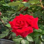 PLATONE Rose Plant_ros eplant fndskfn pa(y468