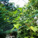 LJL Traders Plant Climbing net Creeper Plant Support Agriculture Gardening -10 Feet x 30 Feet