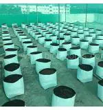 Bio Blooms Agro Standard Thin Poly Grow Bag, 20 x 20 x 35 cm (pack of 20)