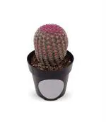 Dream mall Nagphani/nagfani Cactus Small Medicinal Plant With Pot