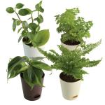 UGAOO Aralia, Fern Morpankhi, Peperomia Creeper, Philodendron Oxycardium Live Plants With Pots Pack Of 4