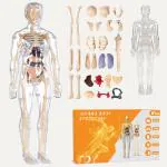KV_Human Body Model for Kids - Toys for 6+ Year Old | 3D Human Body Parts Puzzles | DIY Stem Educational Science Project Model for Kids 6+ Years (Multicolor)