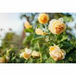 Cloud Farm 'Lady Banks' Yellow Rose Flower Plant 1 Grafted Rose Healthy Plant CF_1205