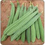 Greenery Hub Organic Ridge Gourd, Jhinga and Torai Seeds (20 Per Packet)