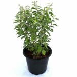 Green World Drought Tolerant Shyam Tulsi 50 Seed
