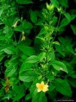 ADITYA GREEN PLANTS AGP Katekoranti, Vajradanti Live Plant,Katsaraiya, Piyabansa, Barleria Prionitis, kuranta(1 live plant in poly bag)