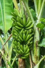 CooPany Pachai Vazhai Kannu/Green Banana Healthy Live Plant with Safe and Secure Packing
