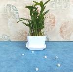 Guuchuu 2 layer Lucky Bamboo Plant with White Pot
