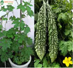 Splendour Seeds Bittergourd green vegetable Seeds