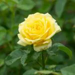 Cloud Farm 'Lady Banks' Yellow Rose Flower Plant 1 Grafted Rose Healthy Plant CF_1006