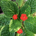 Ashokavanam Flame Violet plant (Episcia cupreata) (any color)