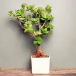 FlowerAura Decorative Cute Ficus Iceland Bonsai Live Indoor Plant With Ceramic White Vase Pot For Living Room, Balcony, Table Corner, Office/Home Decoration