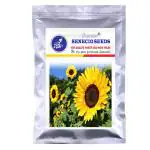 SENECIO Russian Giant Sunflower Seed - 30 Per Packet