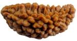 Shivoham Rudraksha Brown Half Moon Wooden 1 Mukhi Rudraksha