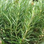 Kapebonavista rosemary sapling plant, Spice Island Rosemary (rosmarinus officinalis)
